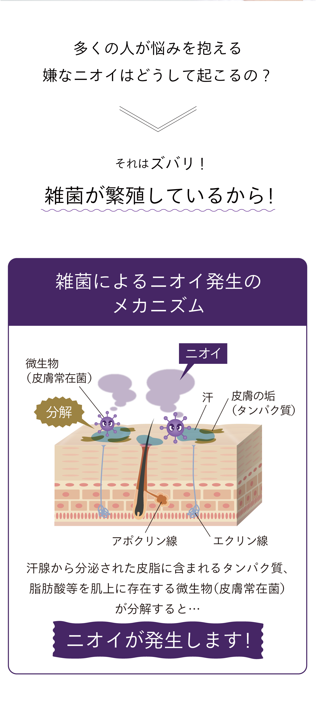 雑菌によるニオイ発生のメカニズム